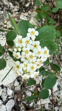 Spiraea decumbens