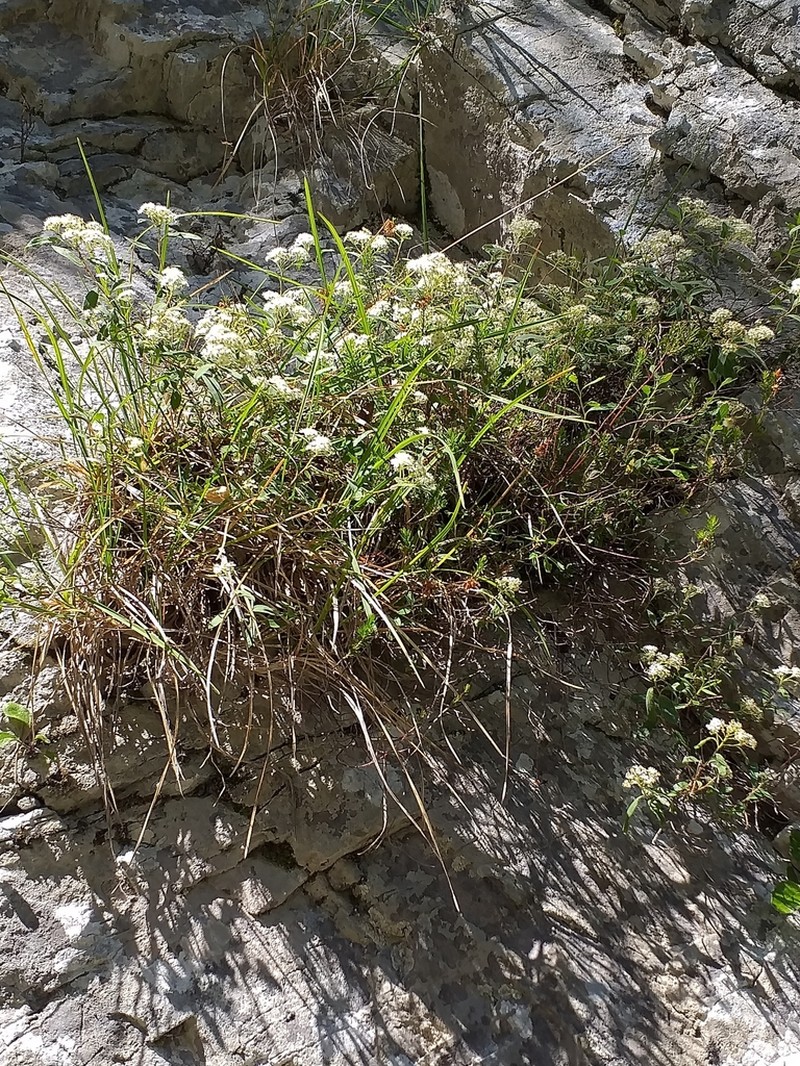 Spiraea decumbens photo 2