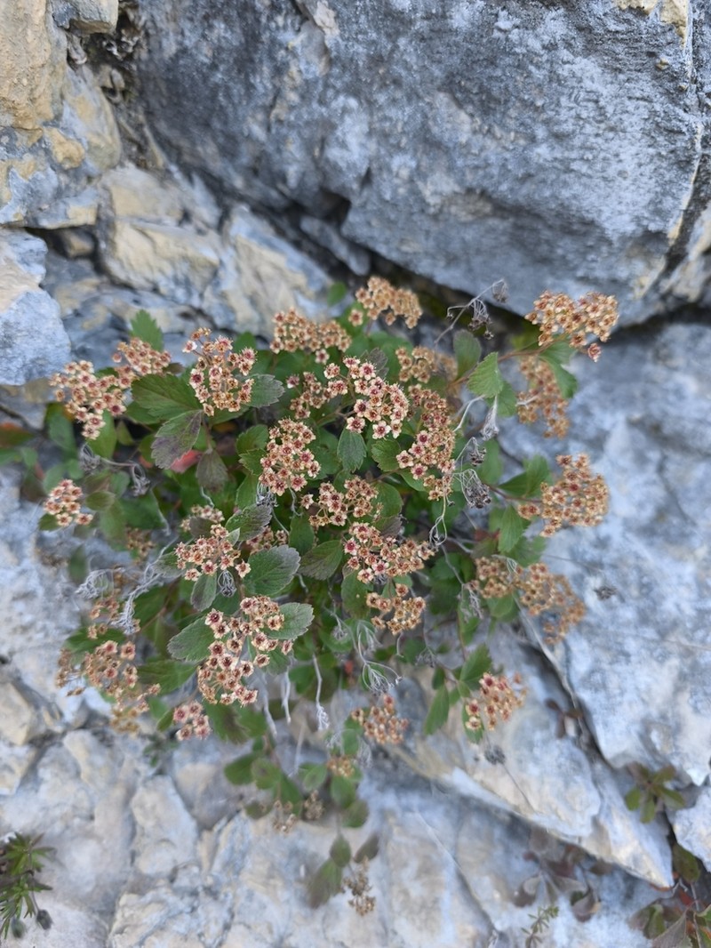 Spiraea decumbens photo 3