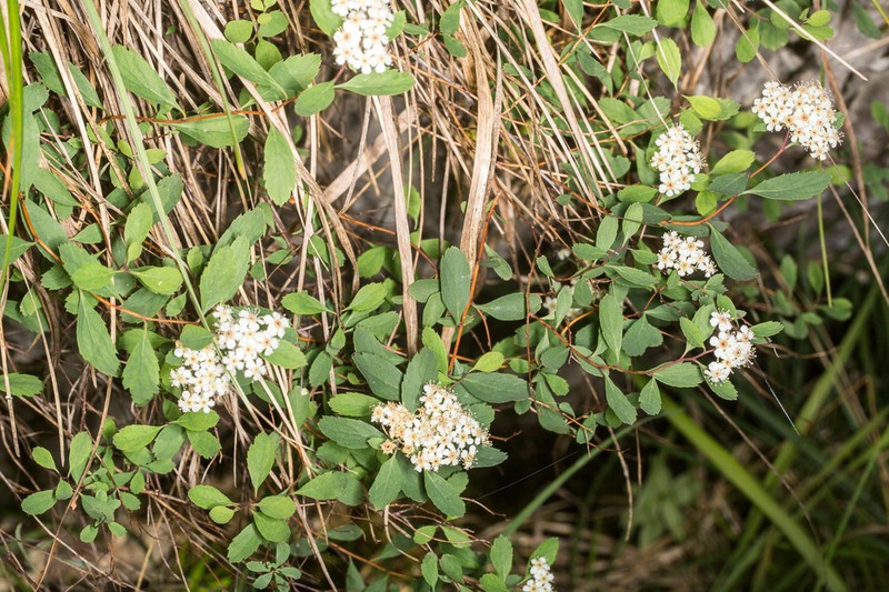 Spiraea decumbens photo 4