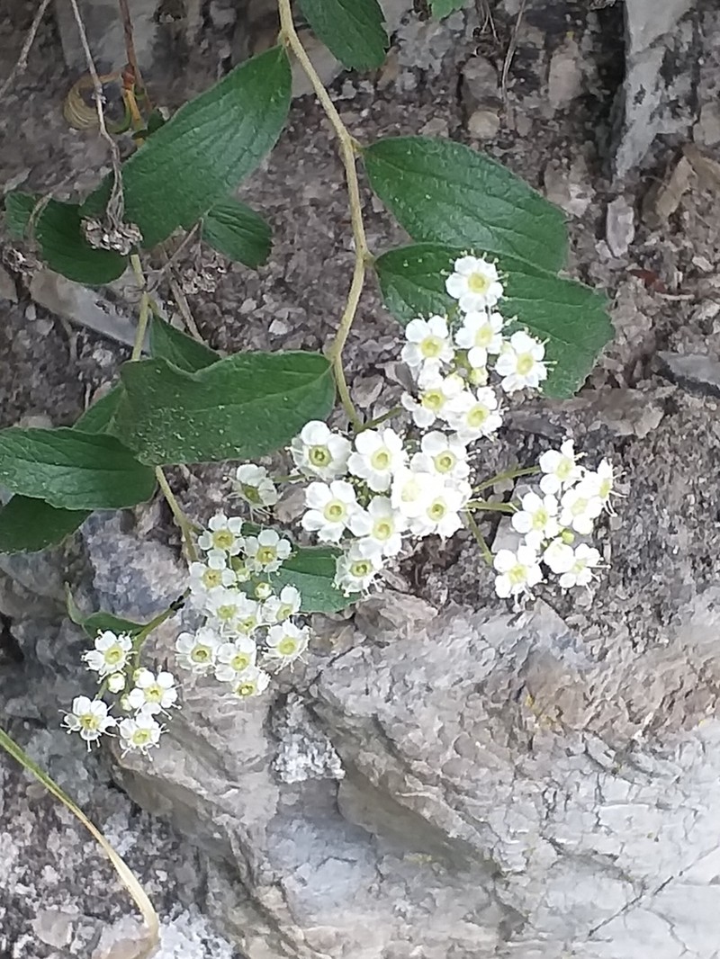 Spiraea decumbens photo 5