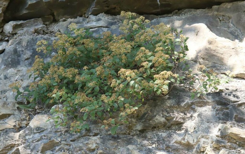 Spiraea decumbens photo 6