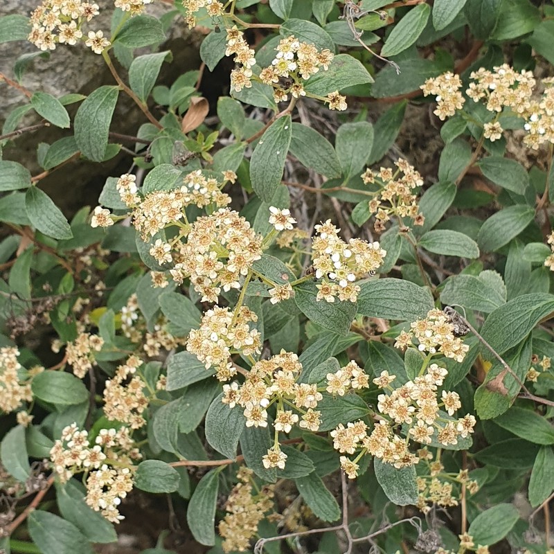 Spiraea decumbens photo 7