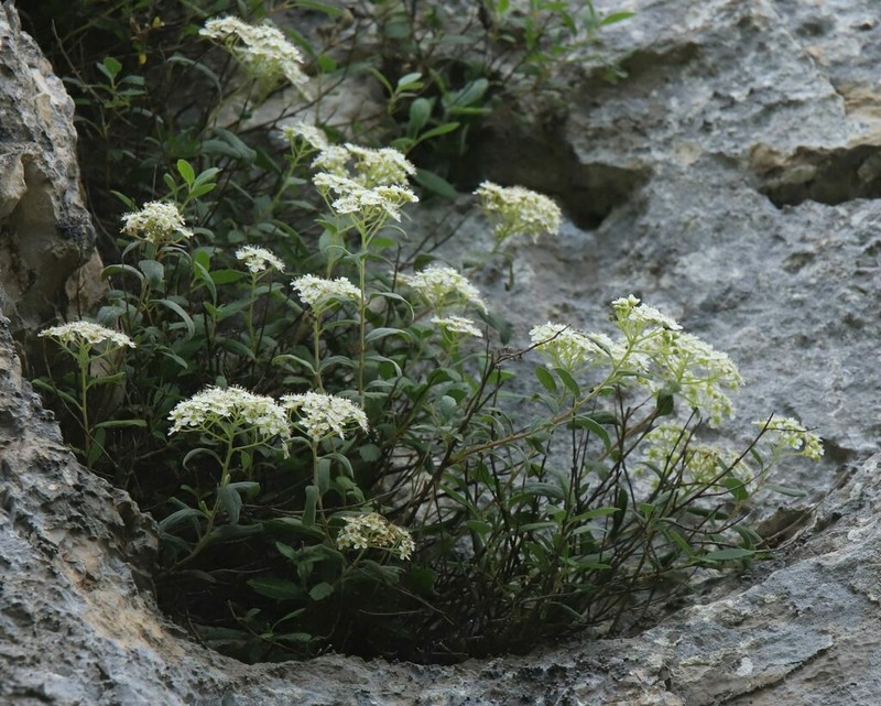 Spiraea decumbens photo 8