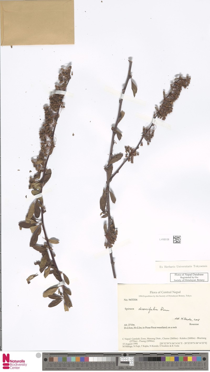 Spiraea diversifolia