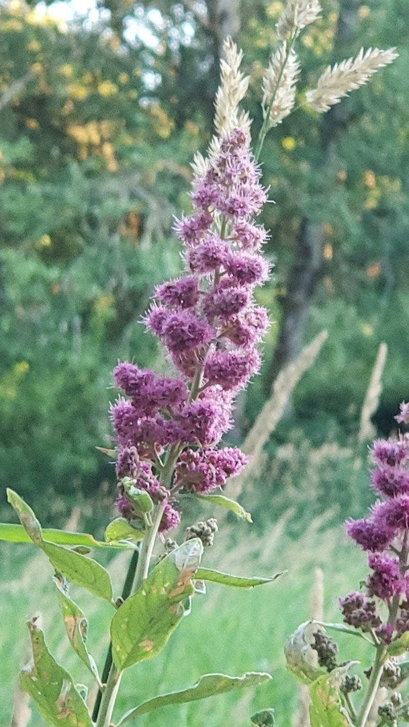 Rose Spirea photo 7