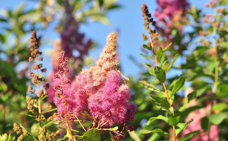 Rose Spirea