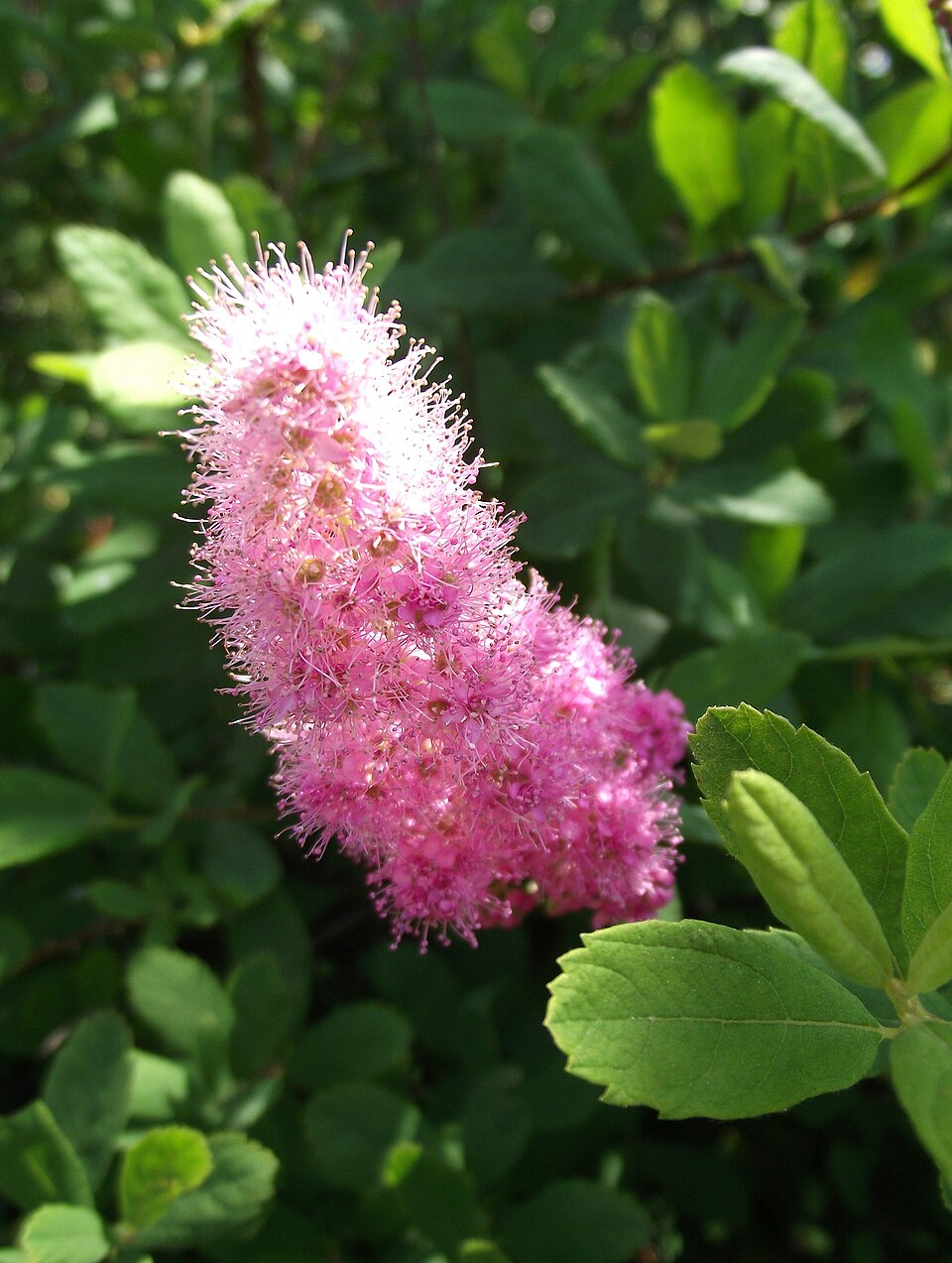 Rose Spirea photo 7