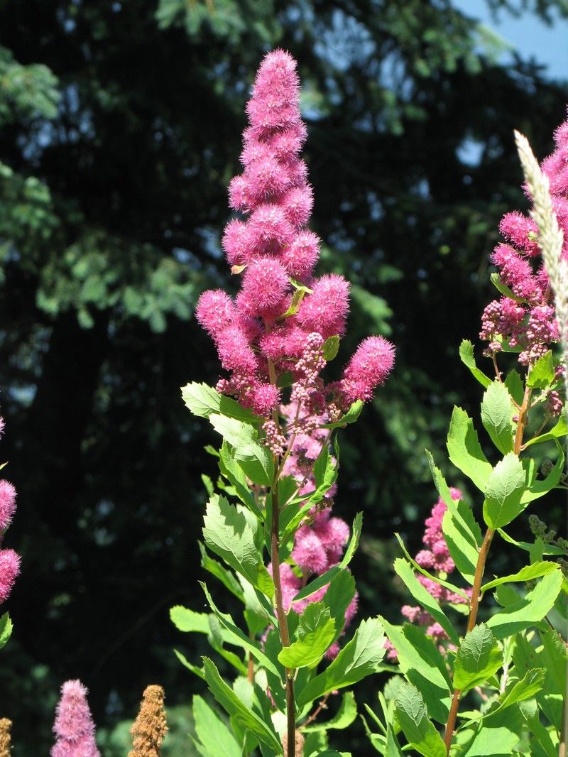 Rose Spirea photo 3