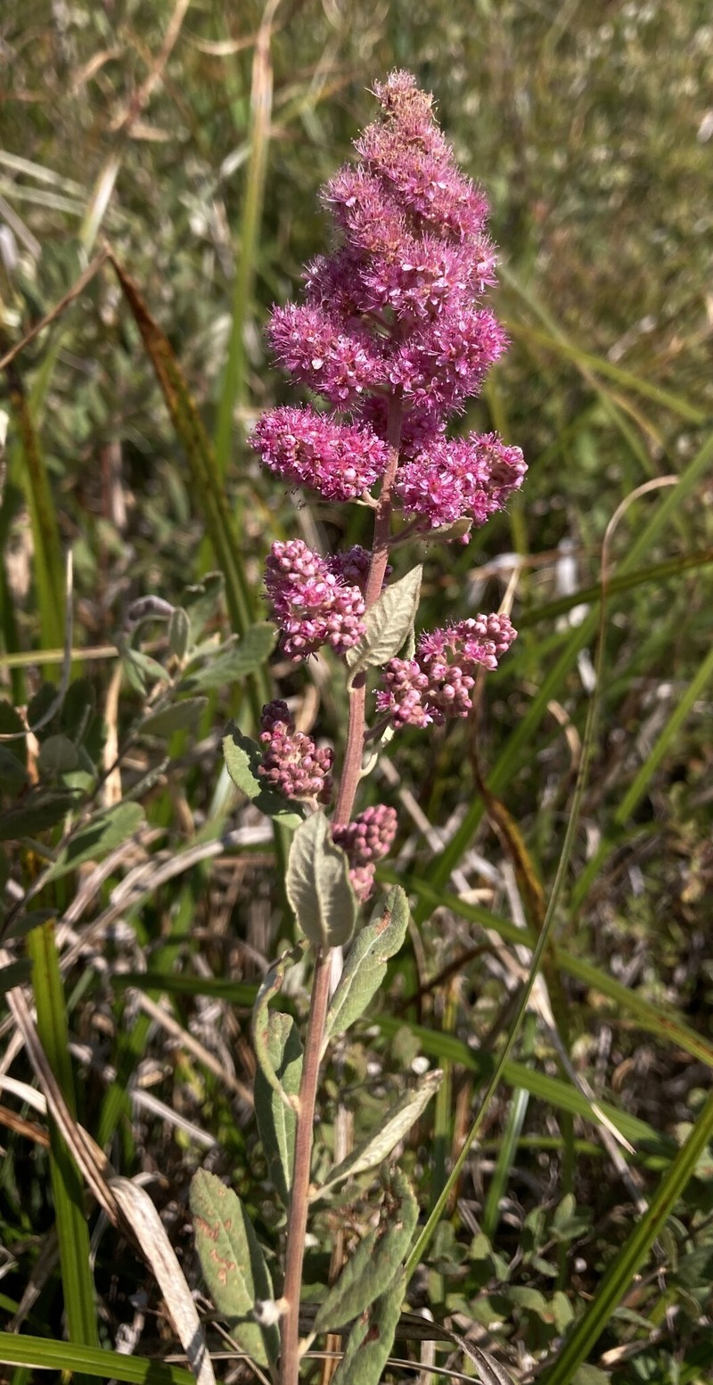 Spiraea douglasii var. douglasii