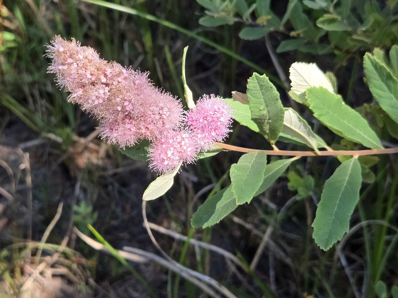 Spiraea douglasii var. douglasii photo 2