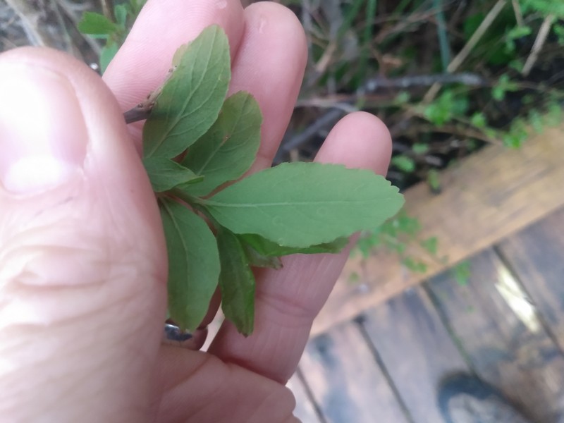 Spiraea douglasii var. douglasii photo 3
