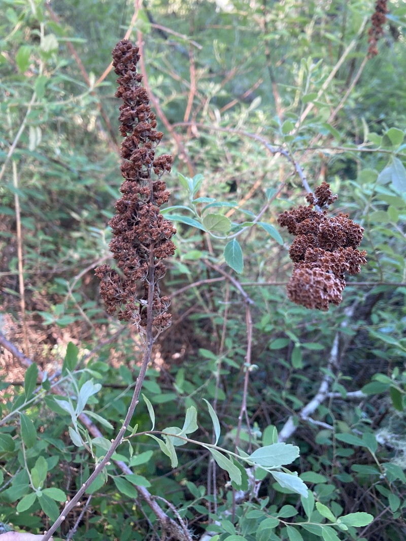 Spiraea douglasii var. douglasii photo 4