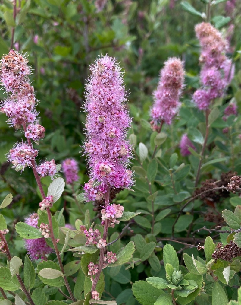 Spiraea douglasii var. douglasii photo 5