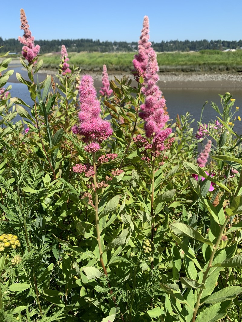 Spiraea douglasii var. douglasii photo 6