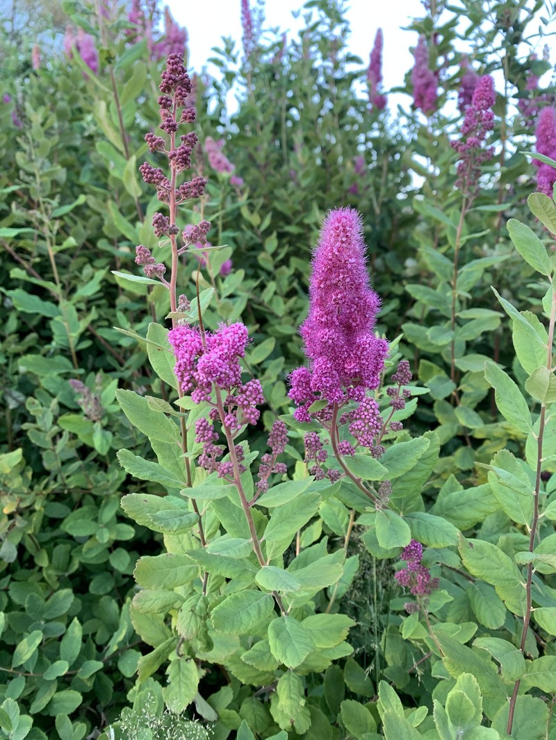 Spiraea douglasii var. douglasii photo 7