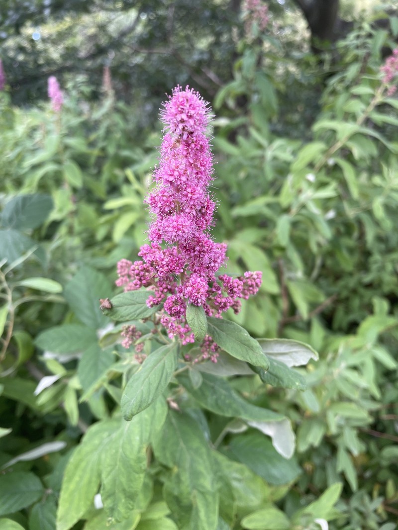 Spiraea douglasii var. douglasii photo 8