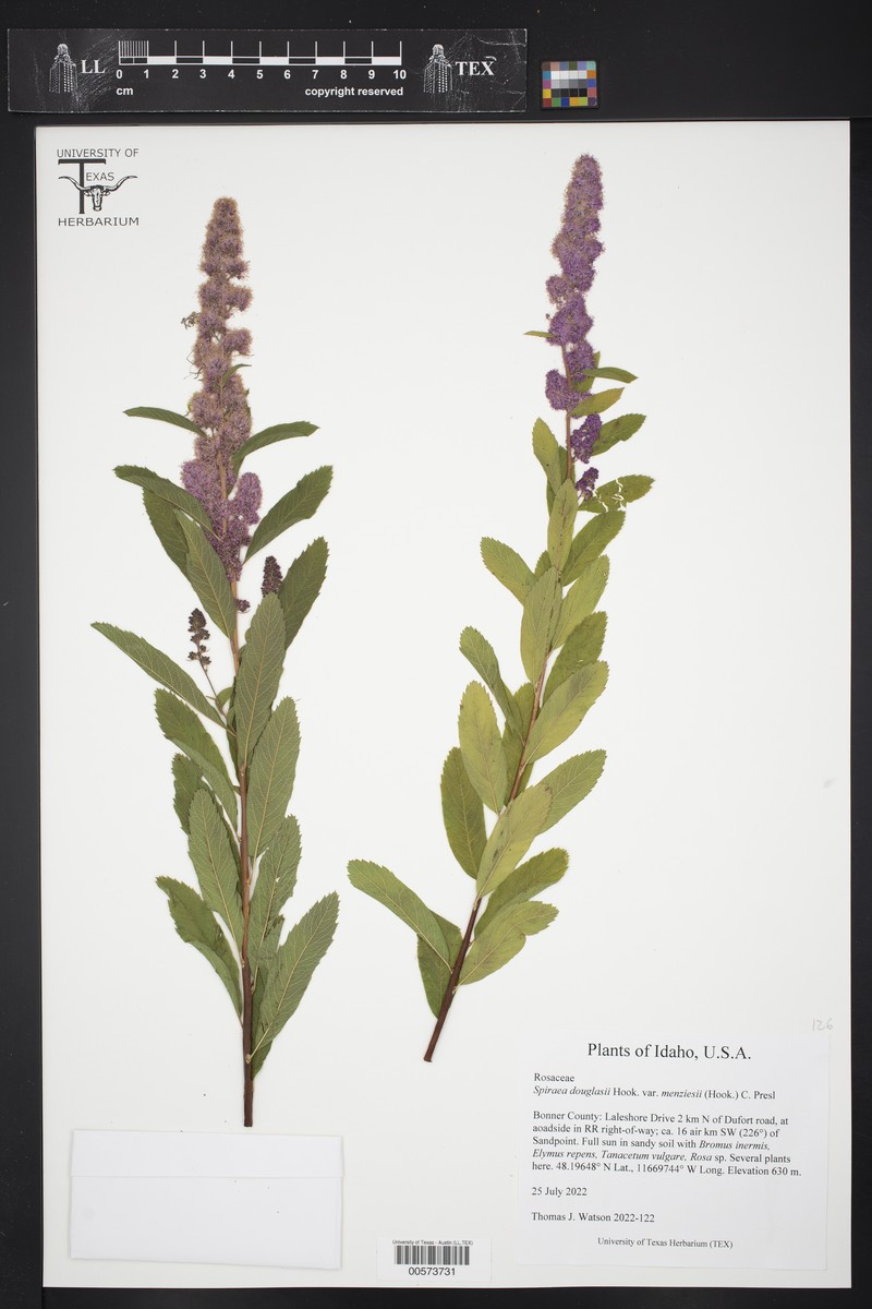 Spiraea douglasii var. menziesii