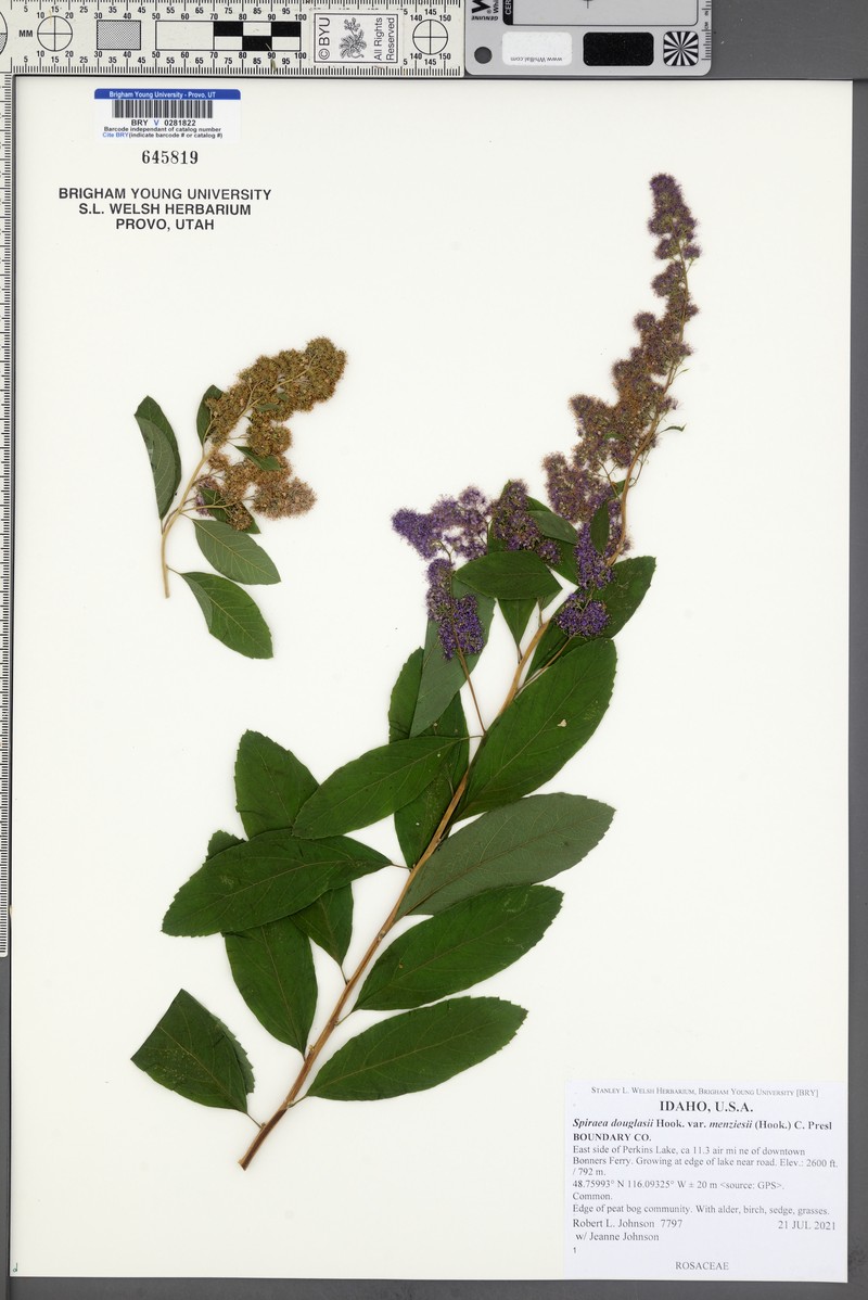 Spiraea douglasii var. menziesii photo 2