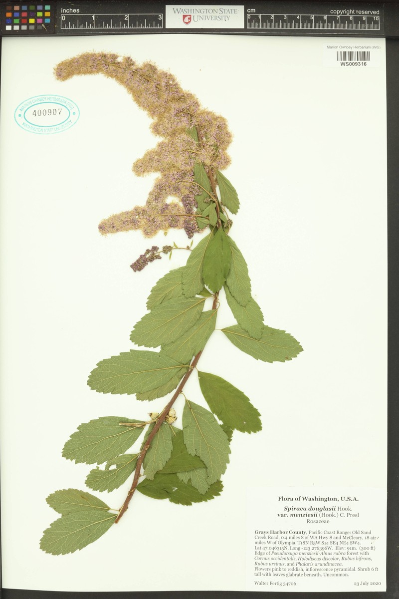 Spiraea douglasii var. menziesii photo 3