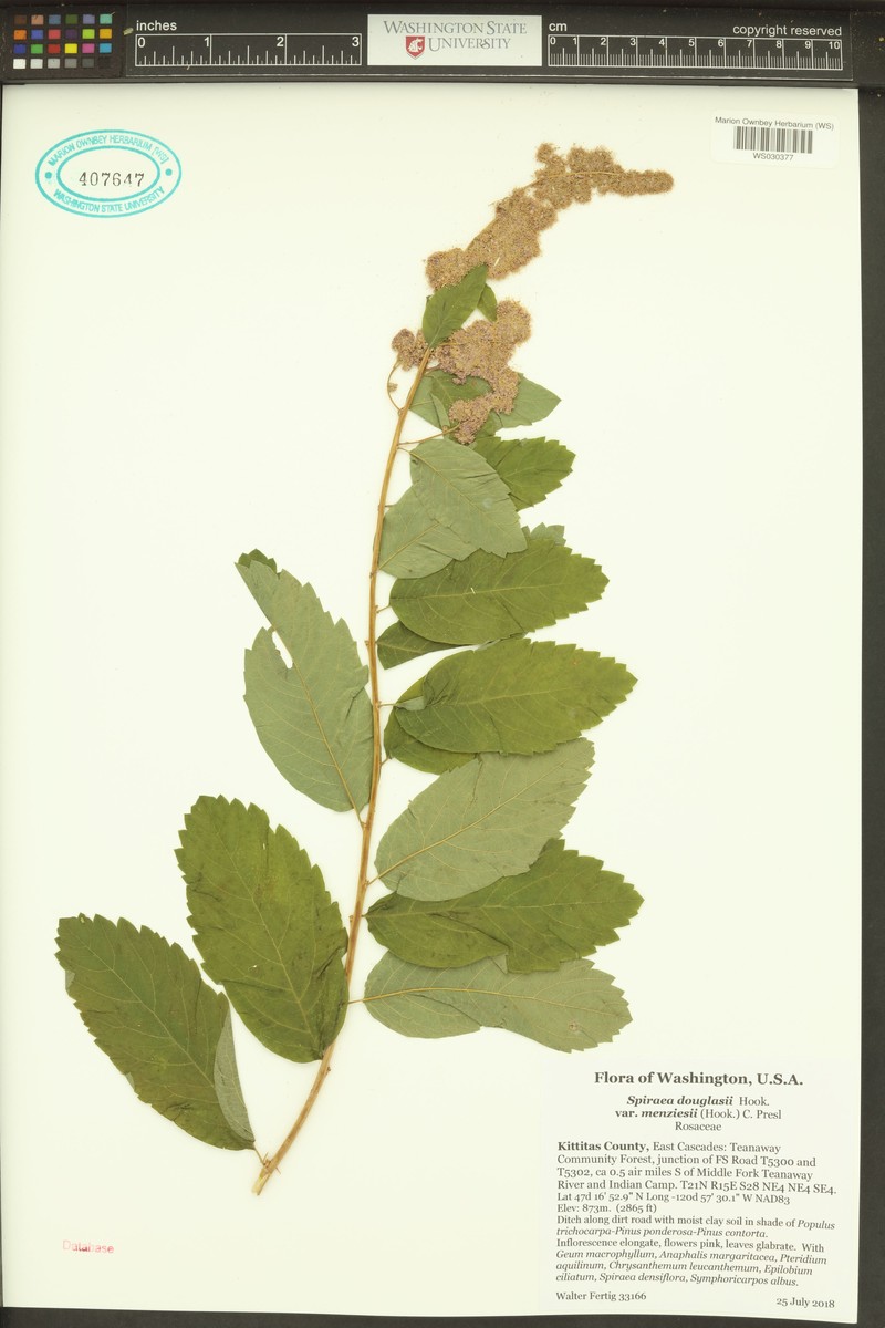 Spiraea douglasii var. menziesii photo 4