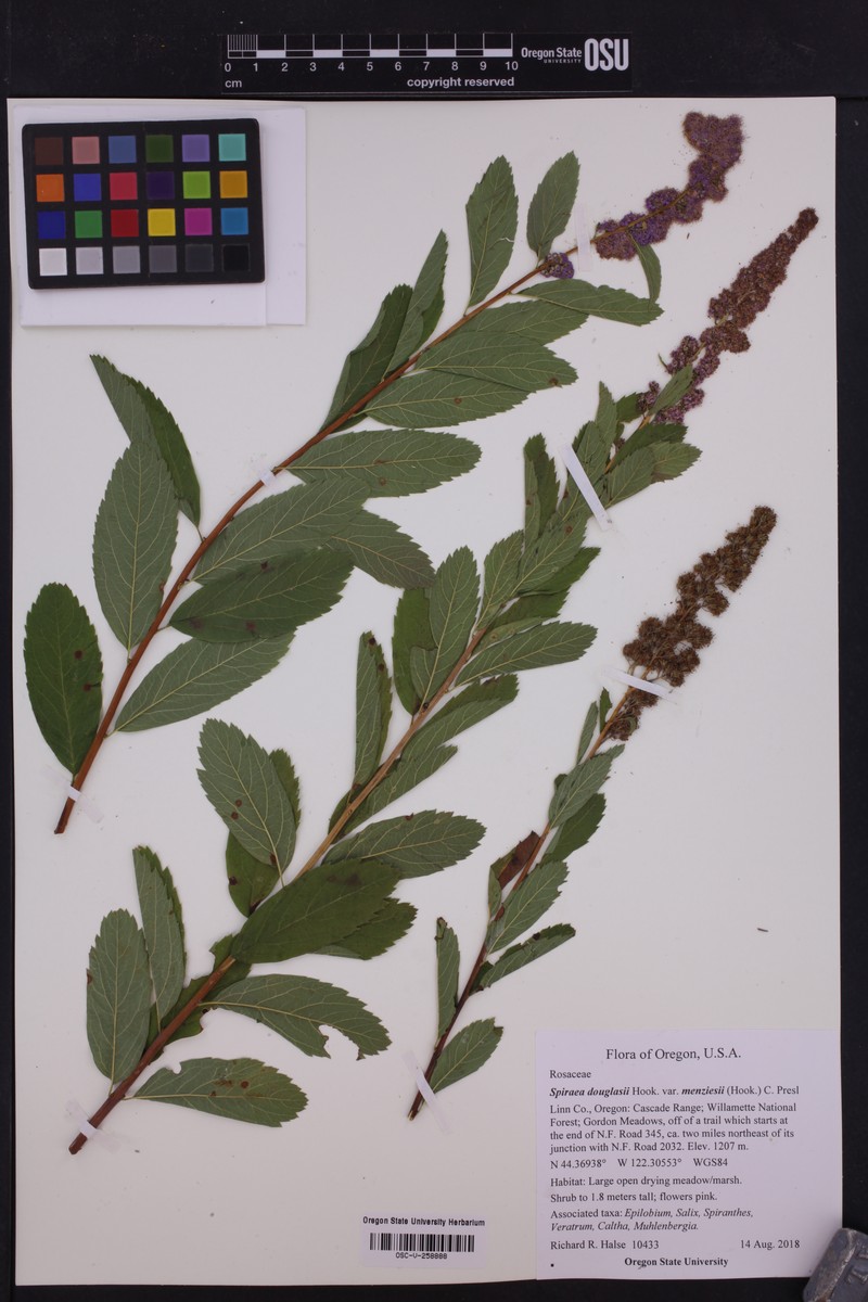 Spiraea douglasii var. menziesii photo 5