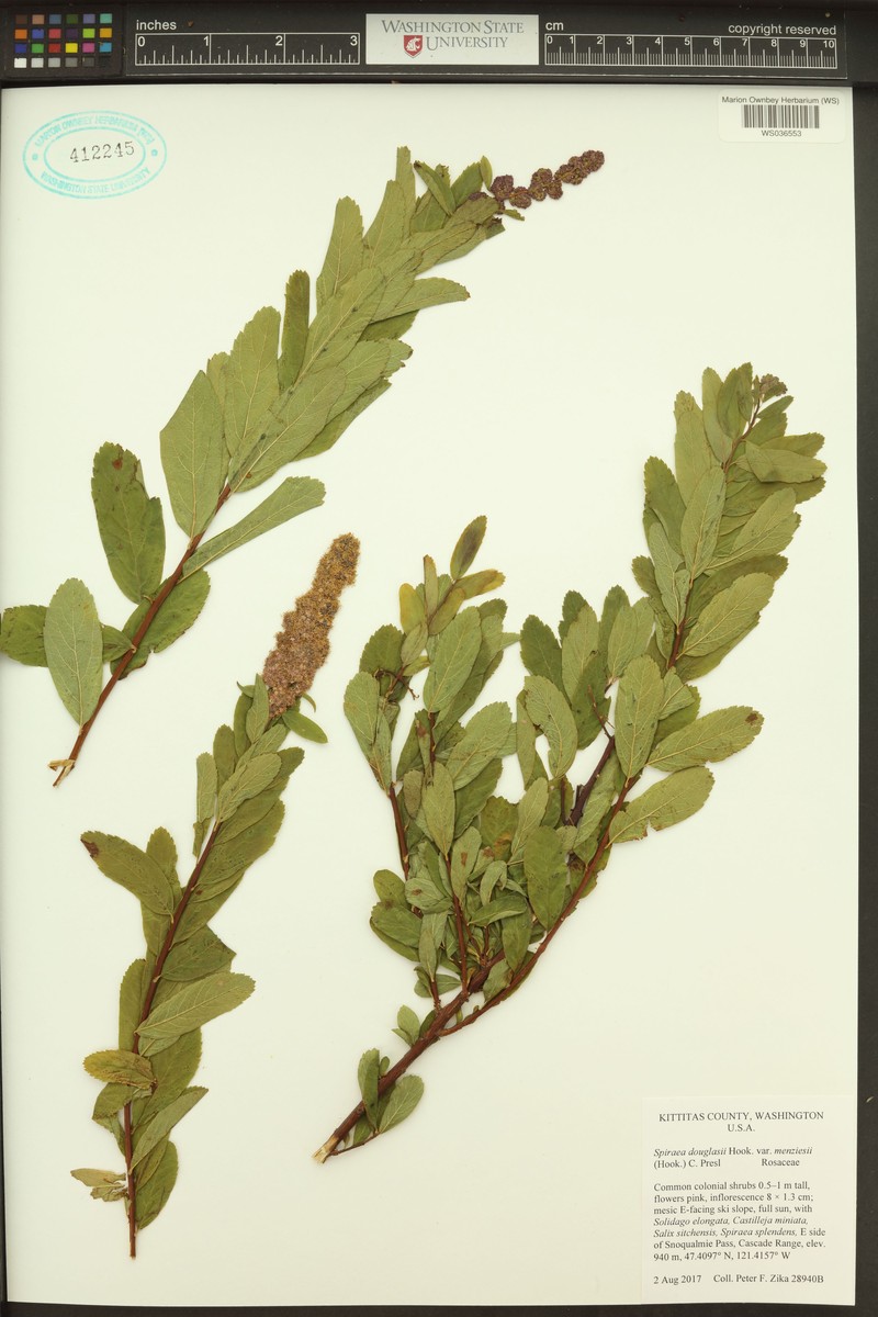Spiraea douglasii var. menziesii photo 6