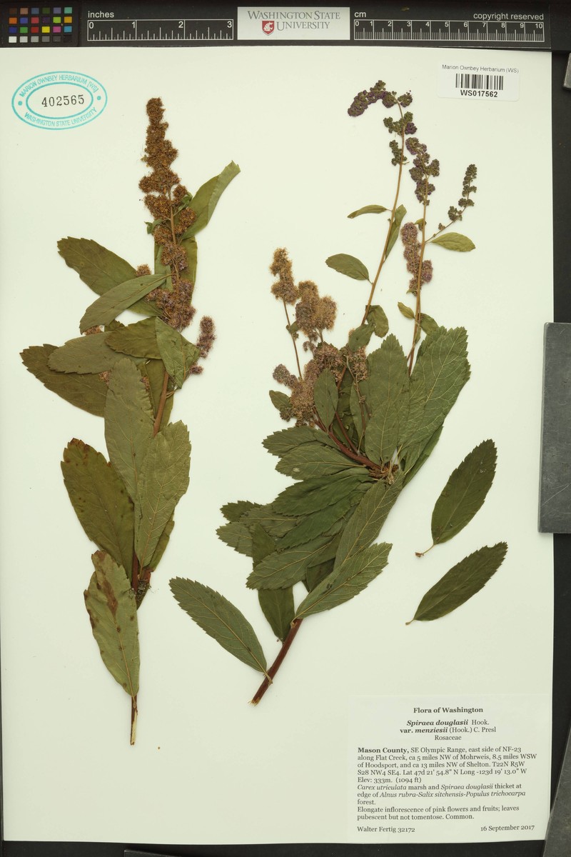 Spiraea douglasii var. menziesii photo 7