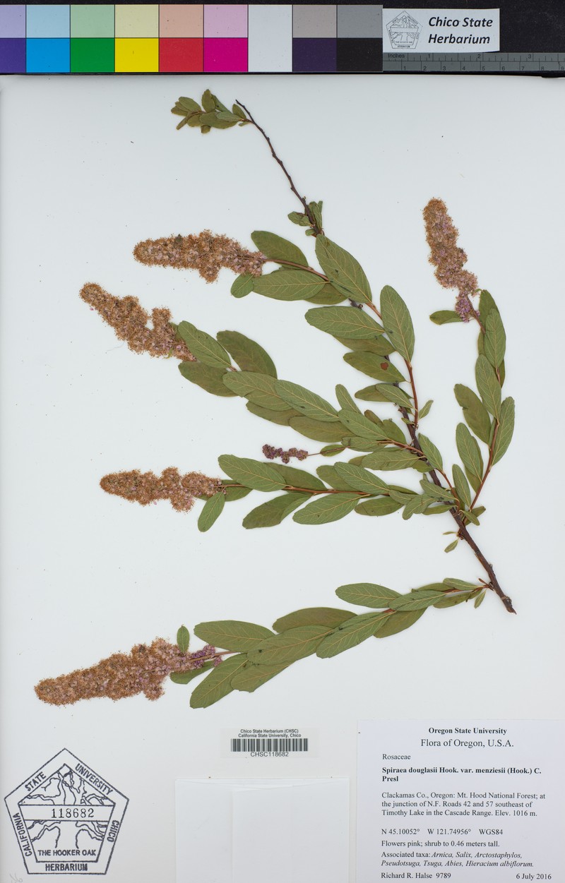 Spiraea douglasii var. menziesii photo 8