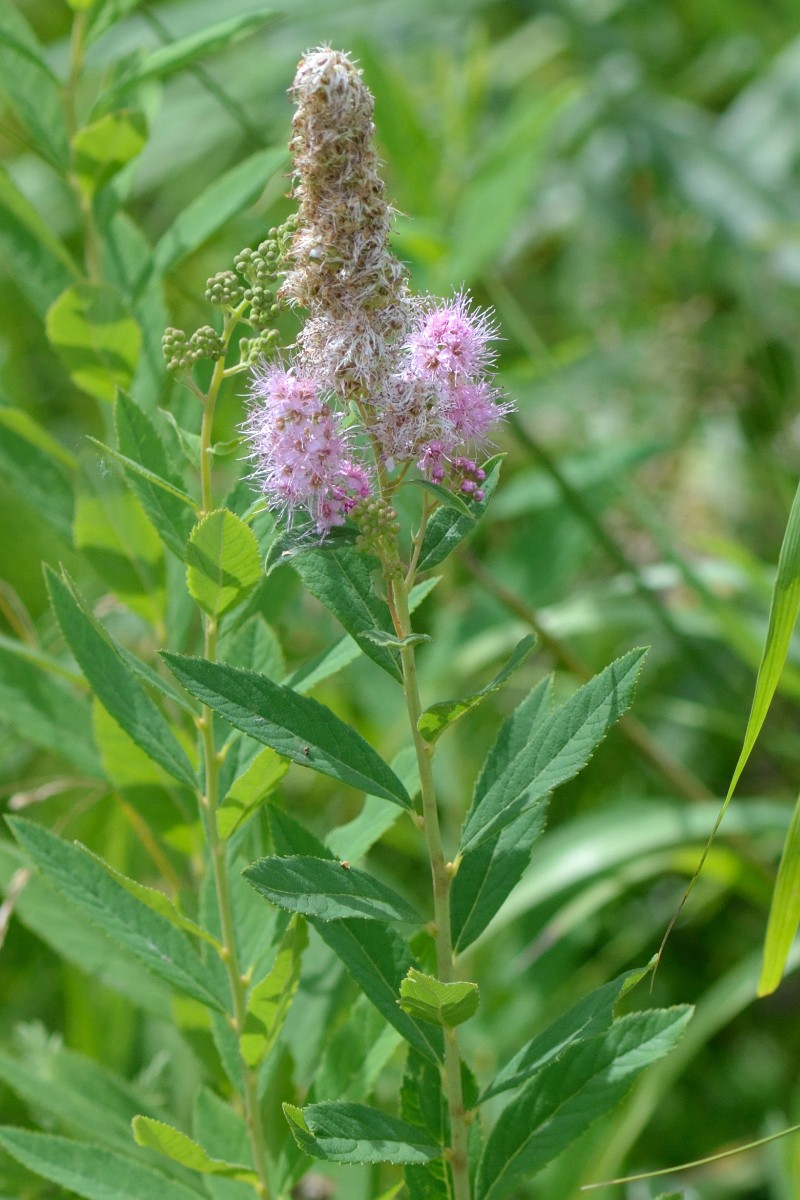 Spiraea douglasii var. roseata