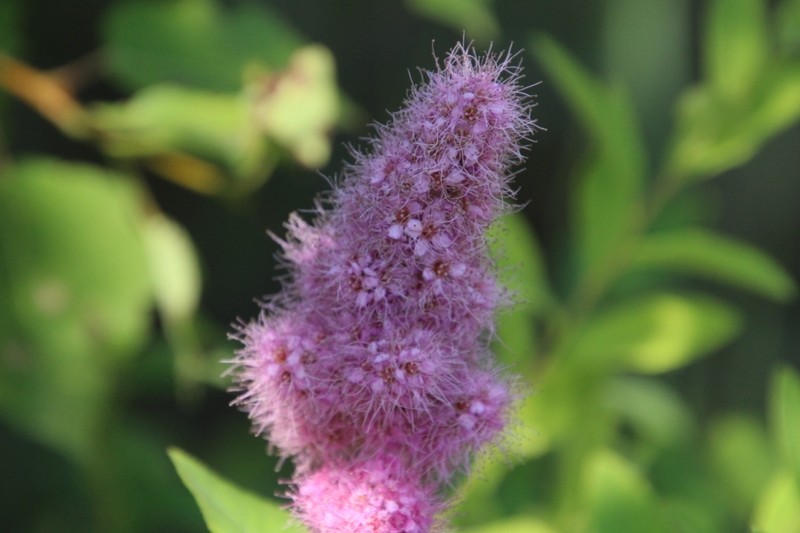 Spiraea douglasii var. roseata photo 2