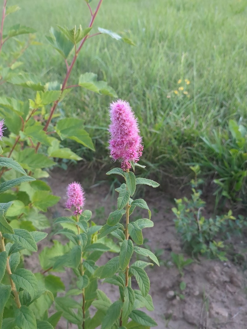 Spiraea douglasii var. roseata photo 3