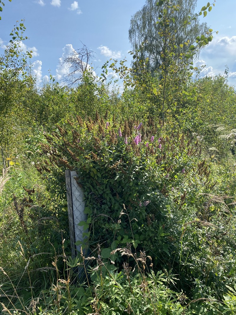 Spiraea douglasii var. roseata photo 4