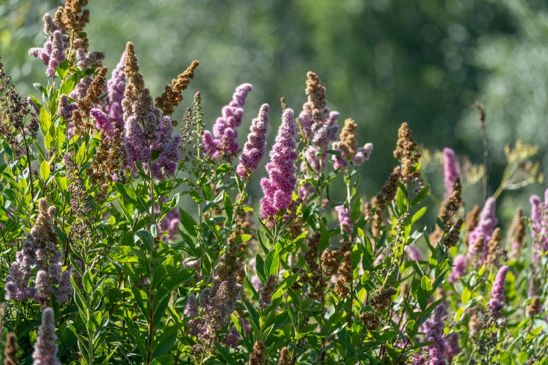 Spiraea douglasii var. roseata photo 5