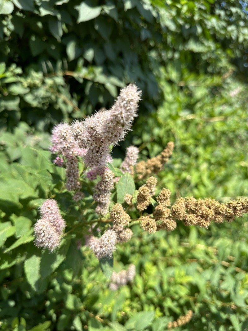 Spiraea douglasii var. roseata photo 6