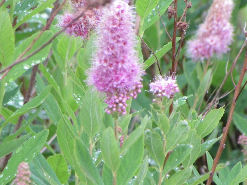 Spiraea douglasii var. roseata photo 8