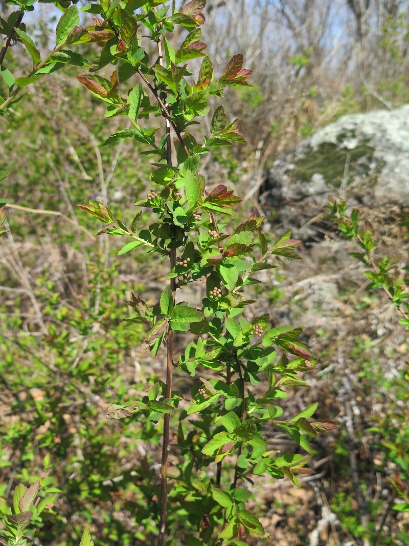 Spiraea elegans photo 2