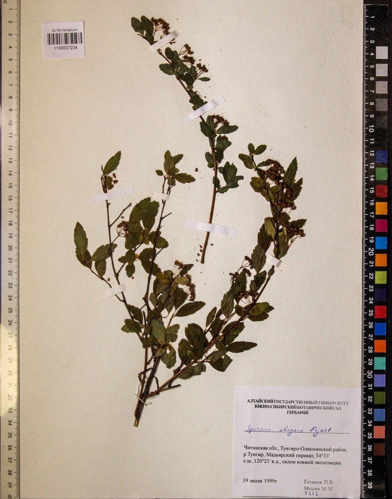 Spiraea elegans photo 3