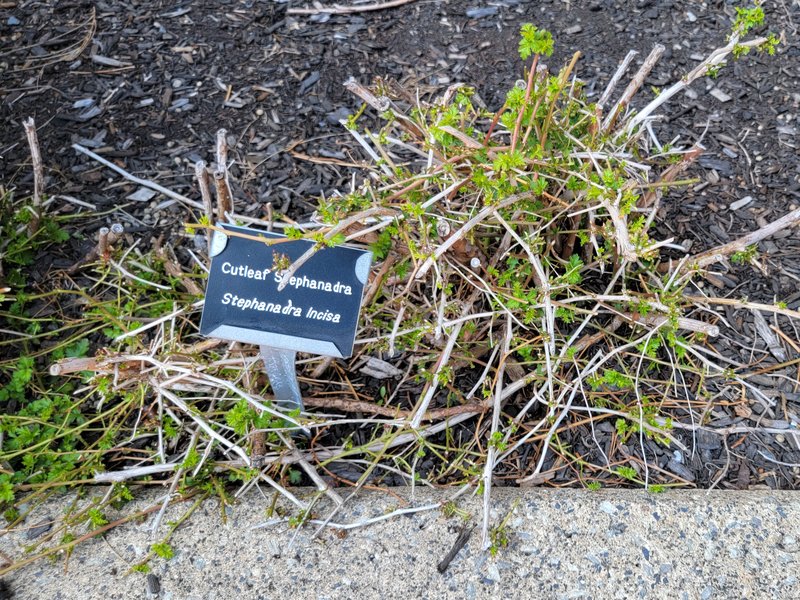 Spiraea fleuosa