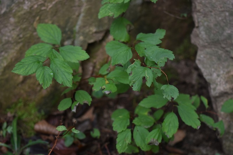 Spiraea fritschiana