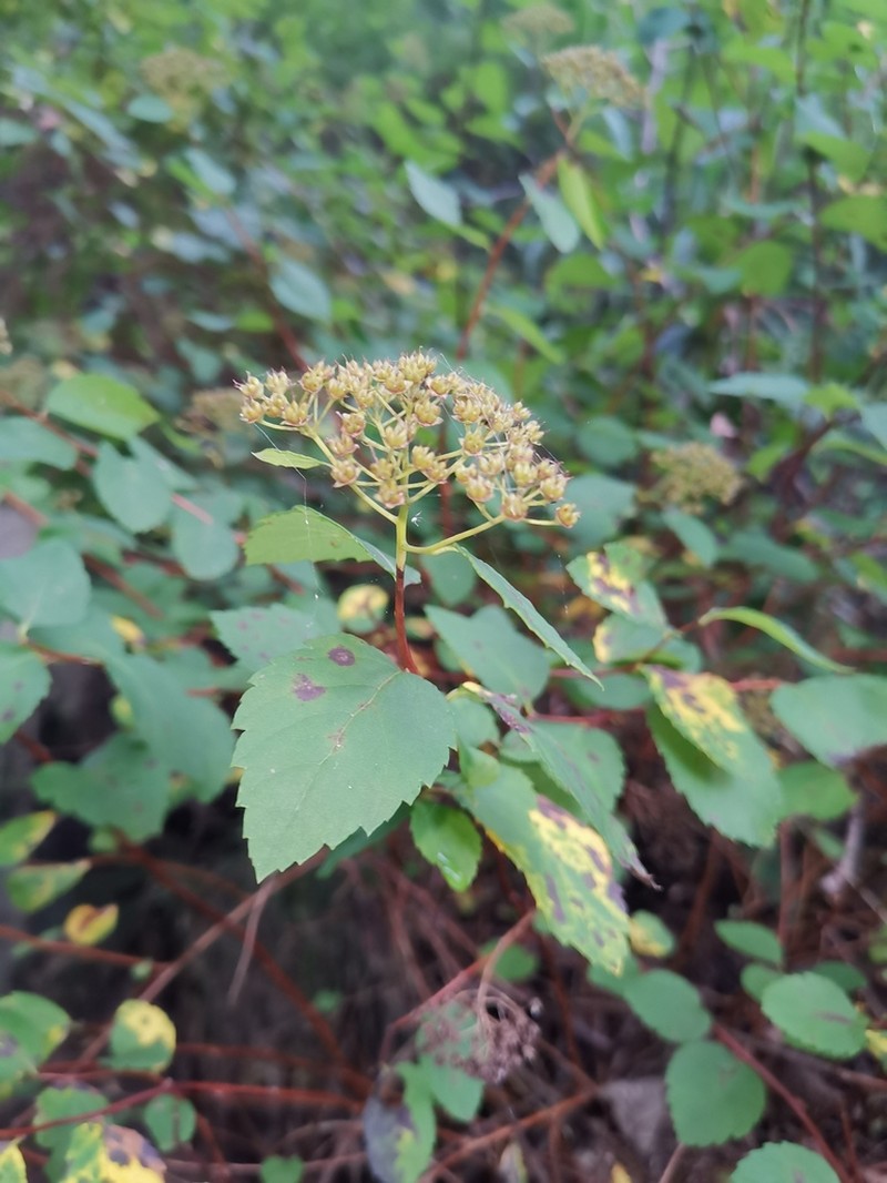 Spiraea fritschiana photo 2