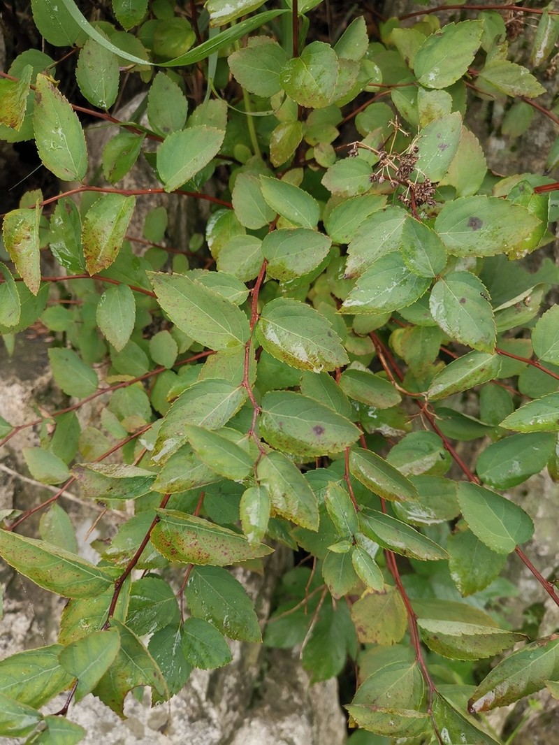 Spiraea fritschiana photo 3