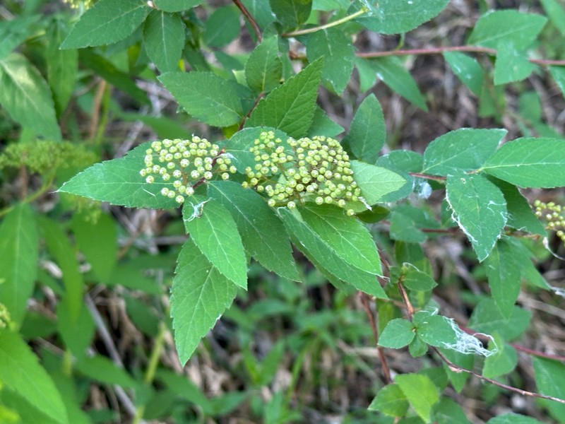Spiraea fritschiana photo 4