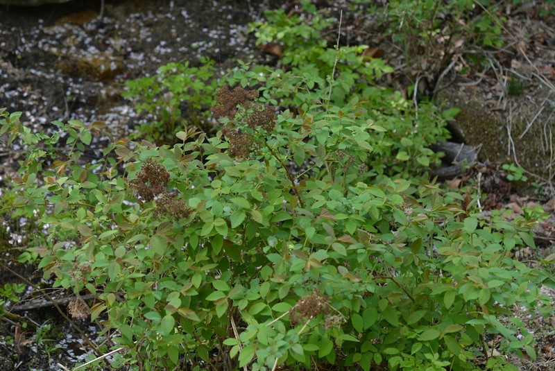 Spiraea fritschiana photo 6