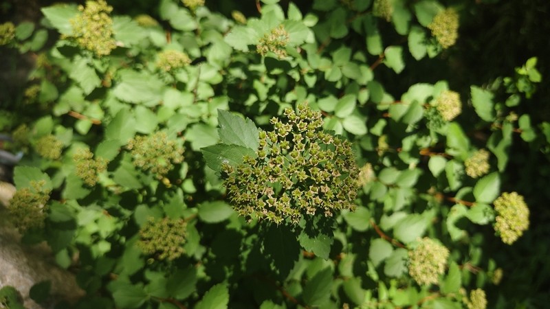 Spiraea fritschiana photo 7