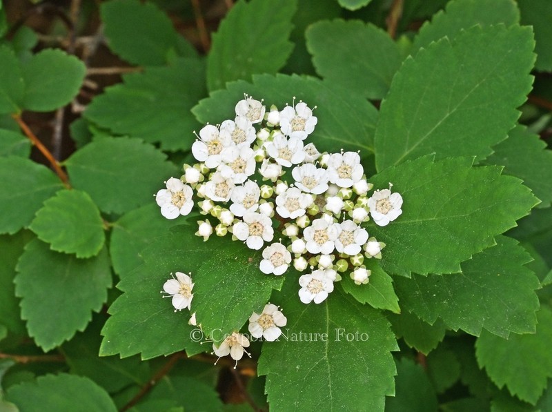 Spiraea fritschiana photo 8