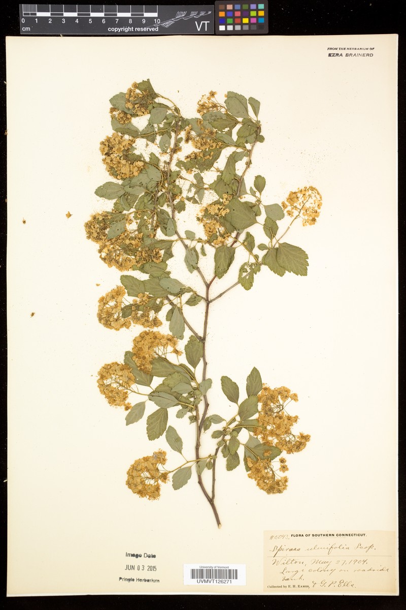 Spiraea gracilis