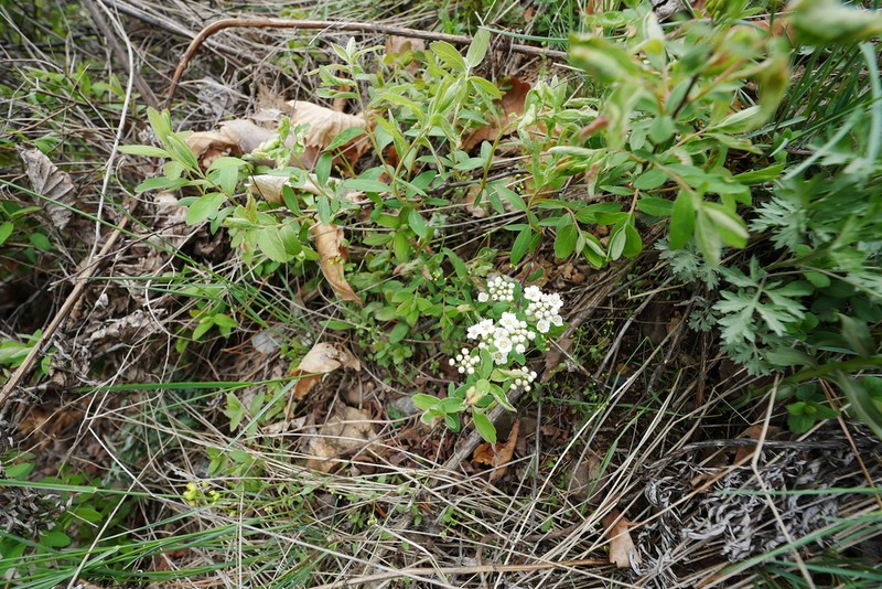Spiraea hailarensis