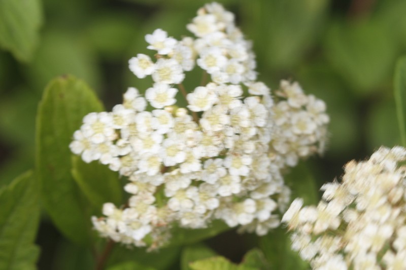 Spiraea henryi photo 2
