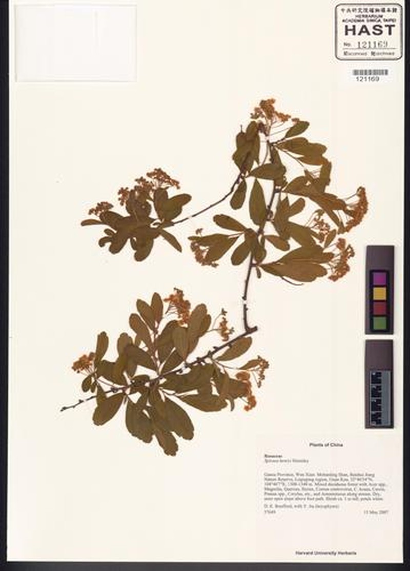 Spiraea henryi photo 3
